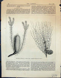 Old Garden Plants 1878 Australian Banksia Casuarina Beschorneria Brac 19th