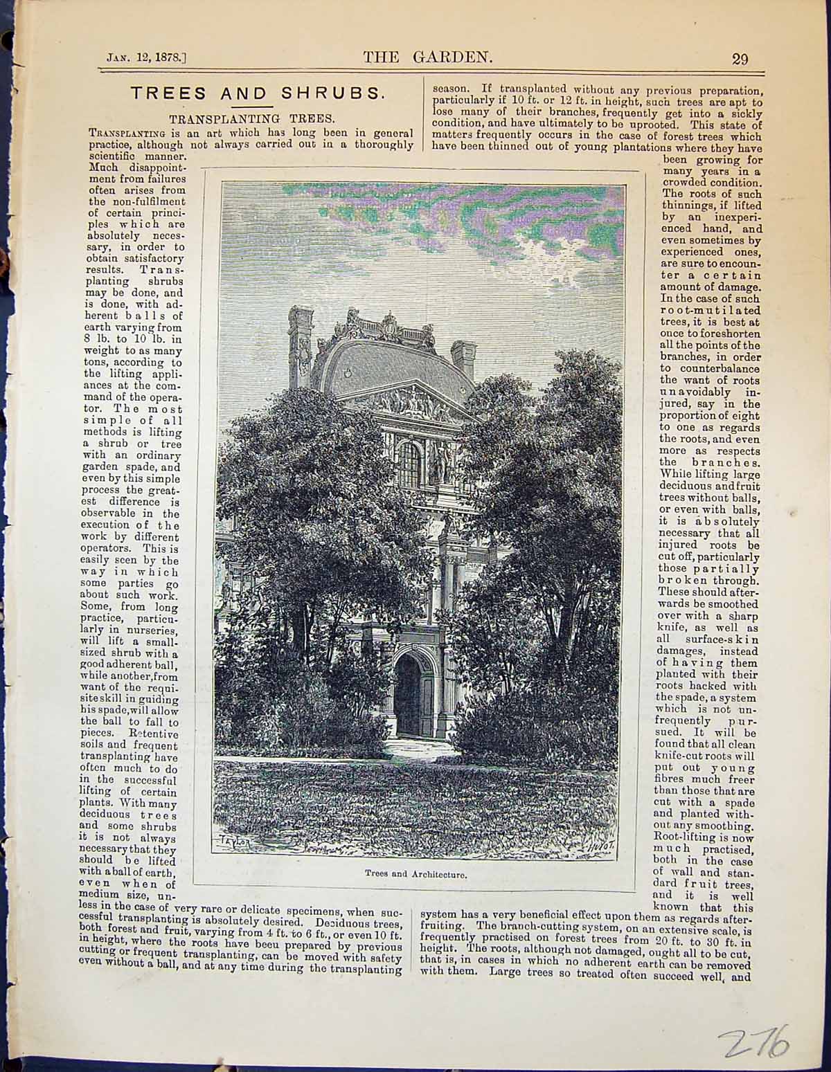 Old Garden 1878 Trees Architecture Pruned Rounded Spade TransplanterVictorian
