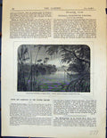 Old Garden 1878 Plants Tropical Region Mangrove Swamp Mexican Cactace 19th