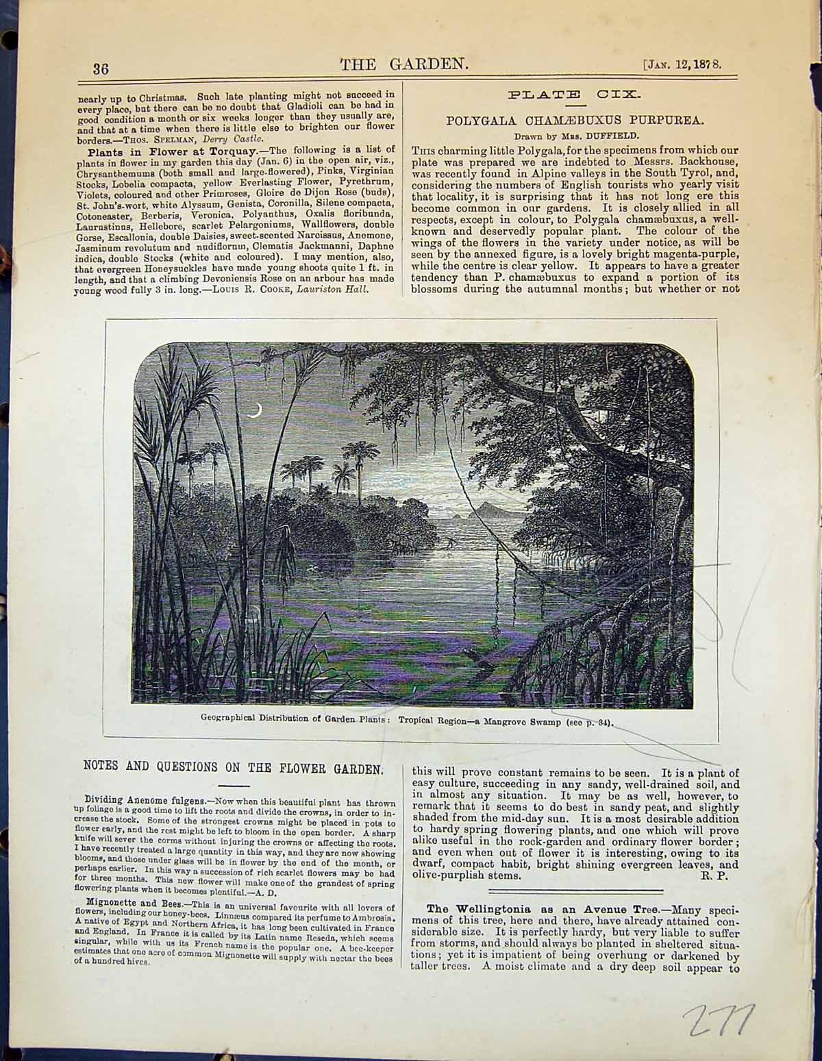 Old Garden 1878 Plants Tropical Region Mangrove Swamp Mexican Cactace 19th
