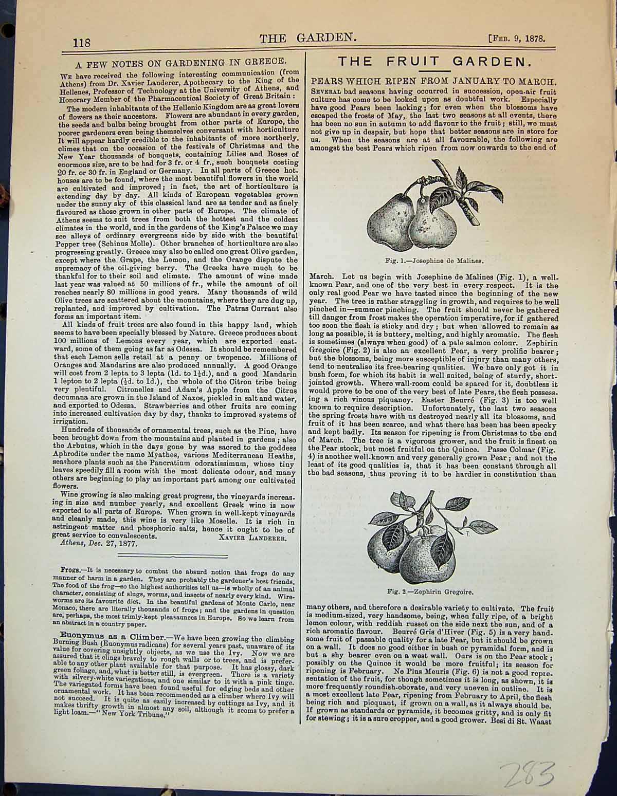 Old Pears Fruit Josephine Malines Zephirin Gregoire White Violet Flow