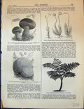 Old Mushrooms Lycoperdon Boletus Edulis Moss Alsophila Fern Tree Sorg
