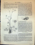 Old Rannunculus Acris Buttercup Crowfoot Flowers Judas Tree Plants Ga