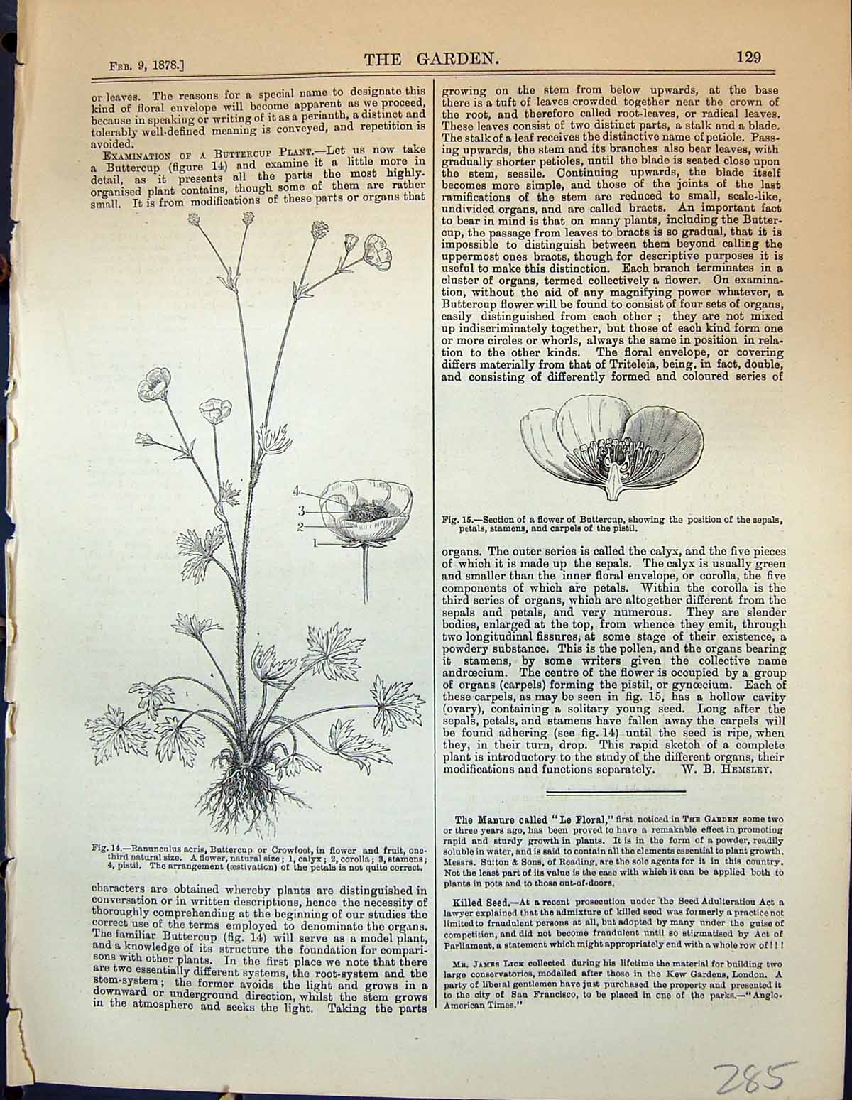 Old Rannunculus Acris Buttercup Crowfoot Flowers Judas Tree Plants Ga