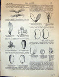 Old Fruit Maple Embryo Almond Kidney Pansy Cocoa Plant Euonymus Garde