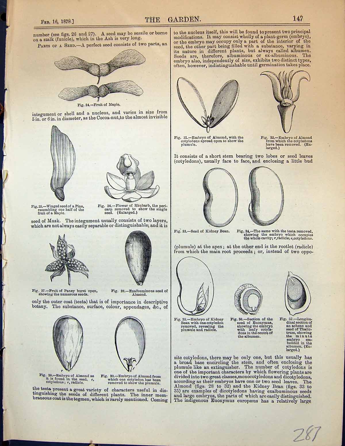 Old Fruit Maple Embryo Almond Kidney Pansy Cocoa Plant Euonymus Garde