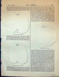 Original Old Antique Print White Winter Calville Admirable Fruit Garden 1878