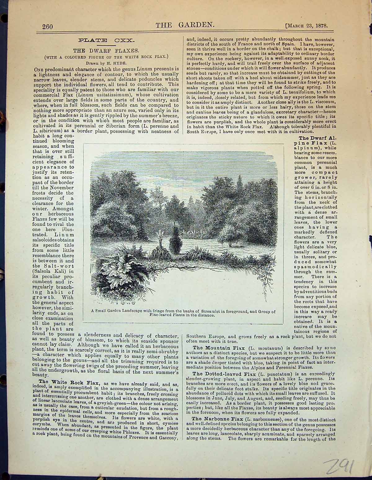 Antique Old Print Landscape Streamlet Plants Garden 1878 Reinette Caux Fruit