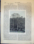 Old Papaw Trees Carica Papaya Clarence Hill Germination Zamia Spirali