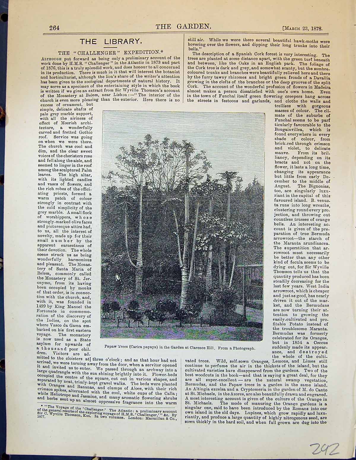 Old Papaw Trees Carica Papaya Clarence Hill Germination Zamia Spirali