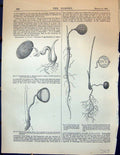 Old Germinating Seed Borassus Seedling Palm Corypha Embryo Oat Bryony