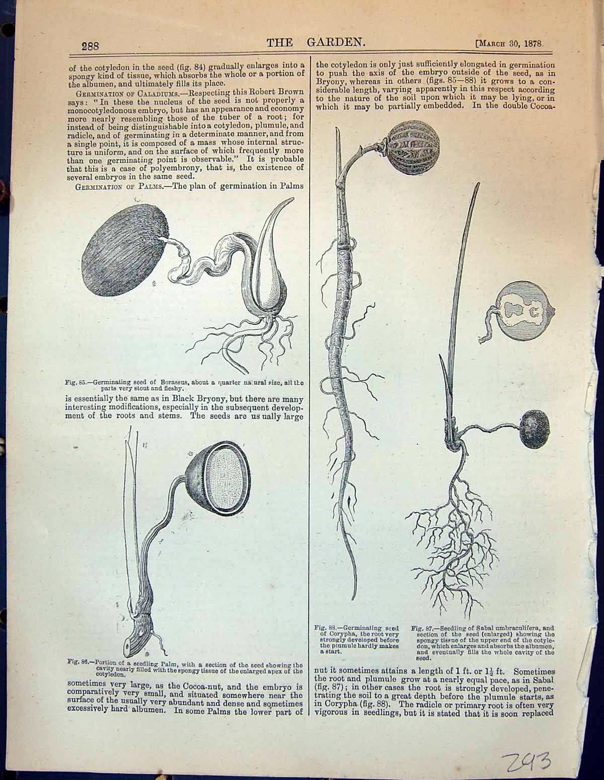 Old Germinating Seed Borassus Seedling Palm Corypha Embryo Oat Bryony