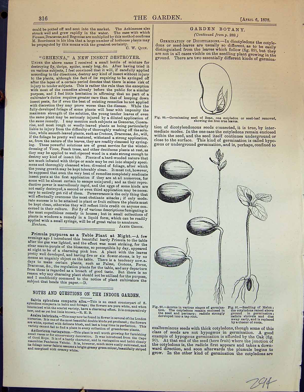 Old Germinating Bean Acorns Melon Cotyledons Rhipsalis Funalis Garden