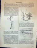 Old Climbing Stem Ivy Aerial Roots Couch Grass Primrose Canilla Turni