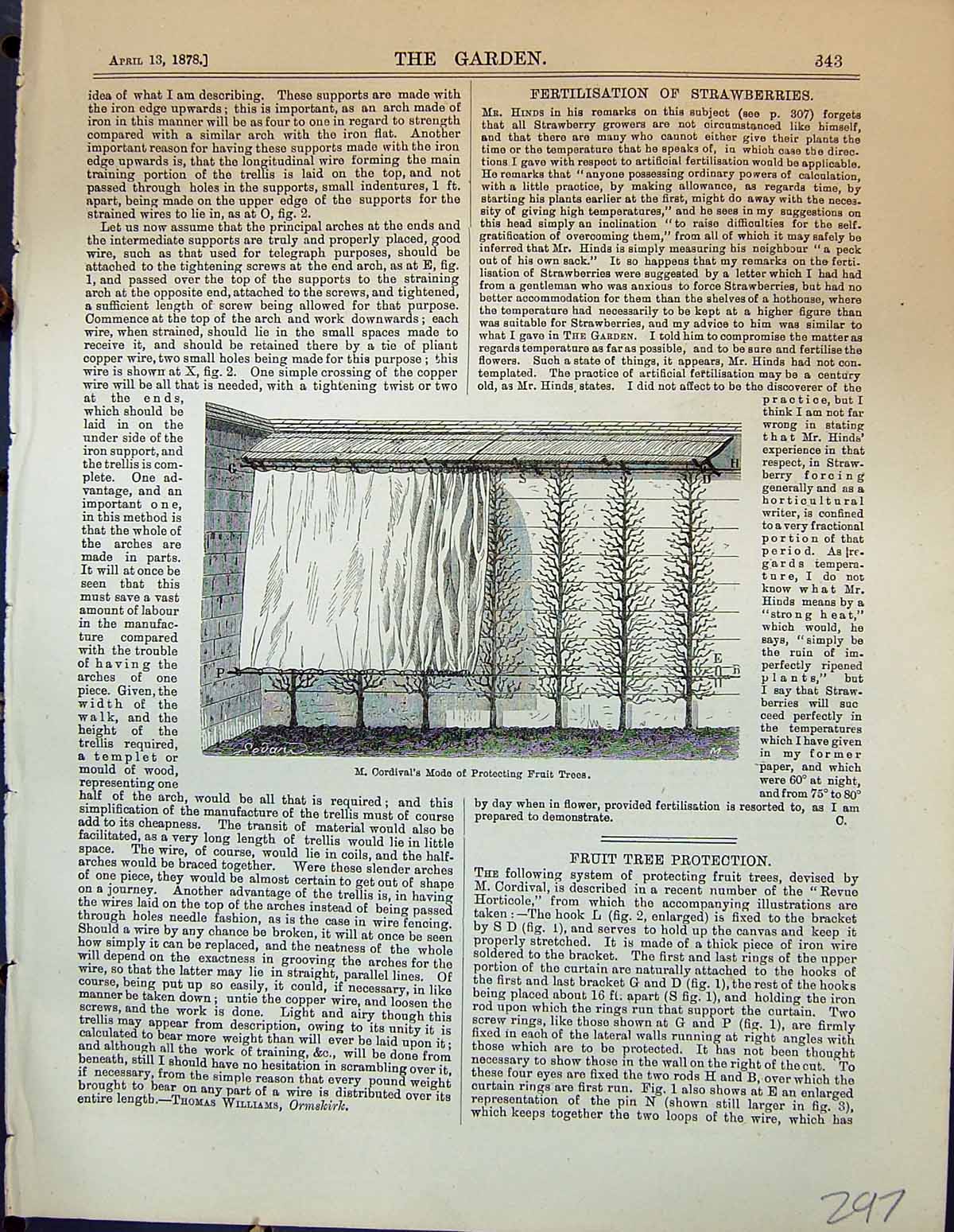 Old Cordival Mode Protecting Fruit Trees Garden 1878 Iron Wire Bracke 19th