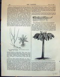 Old Rhizome Primrose Couch Grass Tree Fern Lily Tuber Potato Mammilla