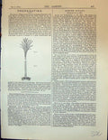 Old Propagating Dracaenas Garden 1878 Leaf Bryophyllum Calycinum Poll 19th