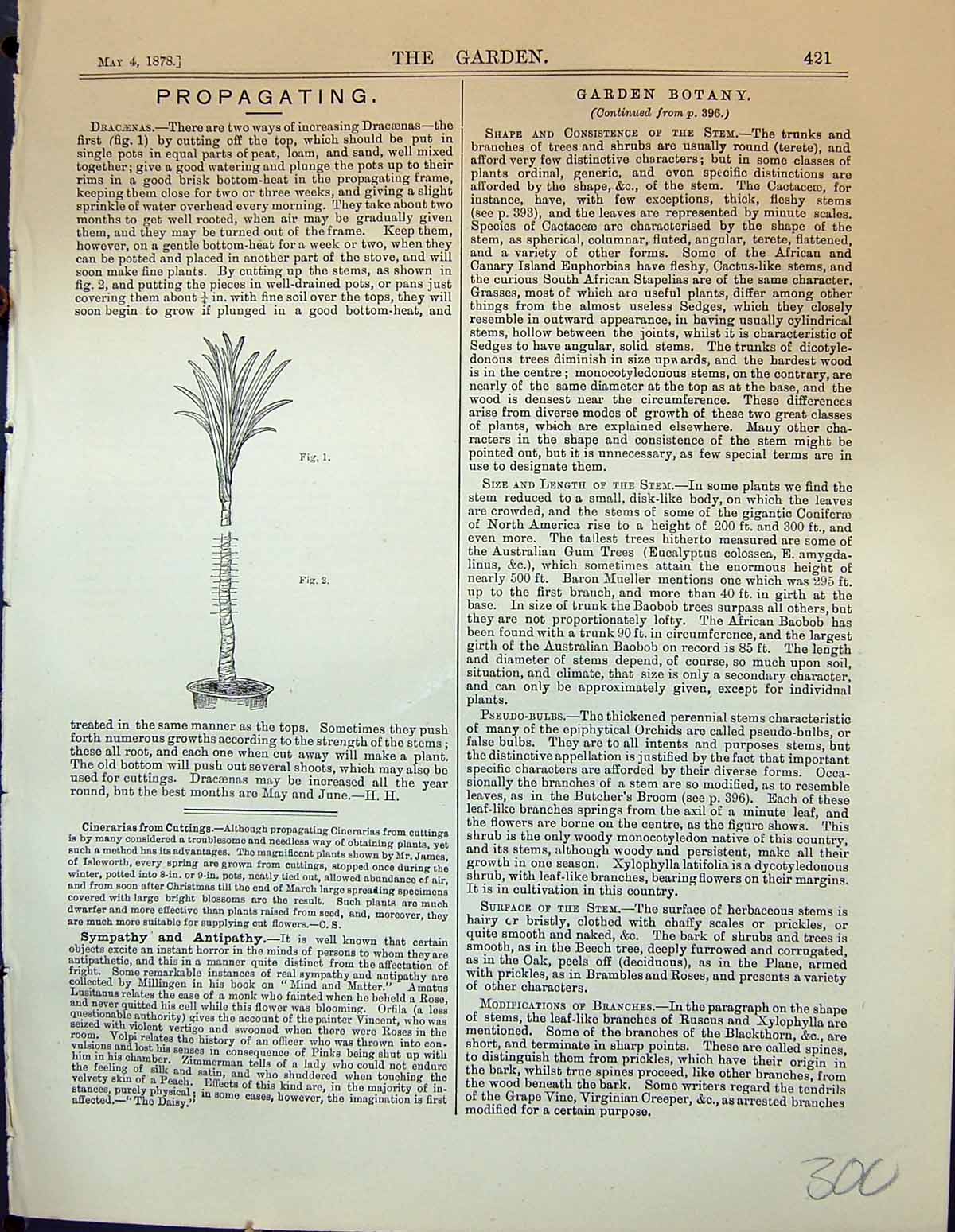 Old Propagating Dracaenas Garden 1878 Leaf Bryophyllum Calycinum Poll 19th