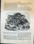 Old Carob Bean Tree Ceratonia Siliqua Garden 1878 Ranunculus FicariaVictorian