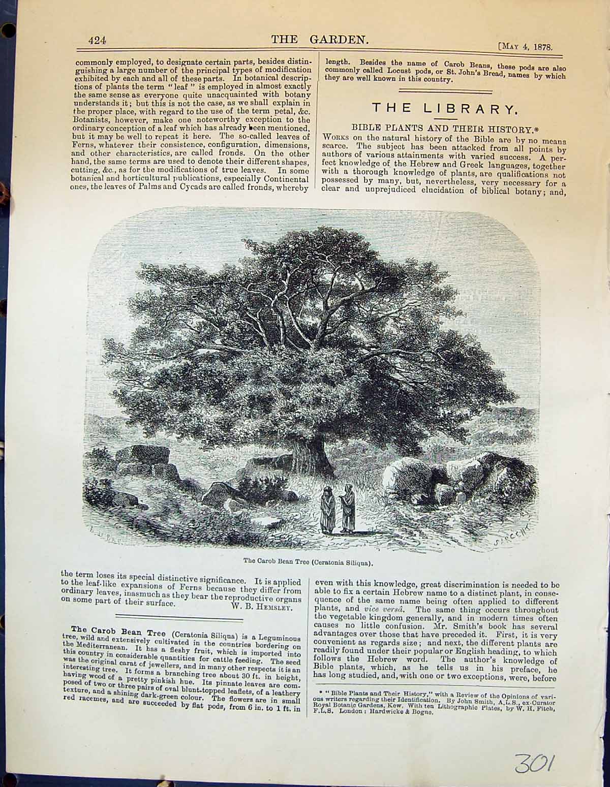 Old Carob Bean Tree Ceratonia Siliqua Garden 1878 Ranunculus FicariaVictorian