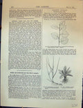 Old Botany Branch Alnus Glauca Plant Primrose Couch Grass Apple Pippi