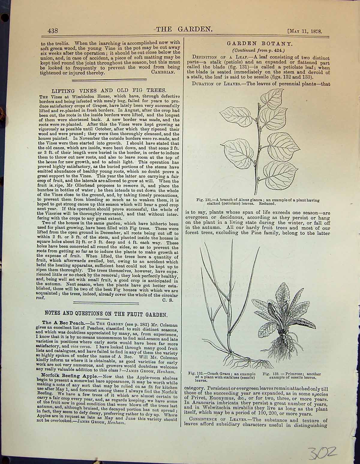 Old Botany Branch Alnus Glauca Plant Primrose Couch Grass Apple Pippi