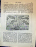 Old Ouvirandra Fenestralis Blade Leaf Lattice Elm Sterculia Horse Che