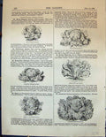 Old Genoa Lettuce Admiral Greystone Cabbage Drumhead Batavian Garden