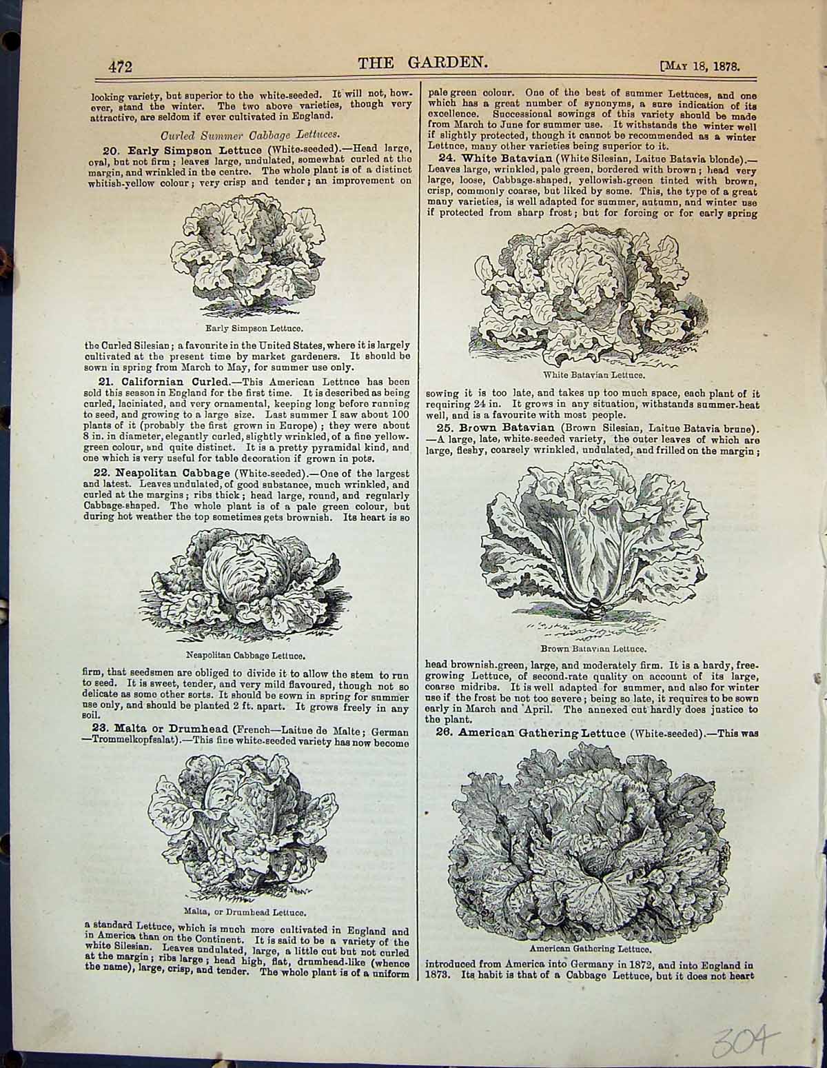 Old Genoa Lettuce Admiral Greystone Cabbage Drumhead Batavian Garden