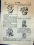 Old Cos Lettuce Magnum Bonum Cos Kingsholm Hanson Bossin Garden 1878Victorian
