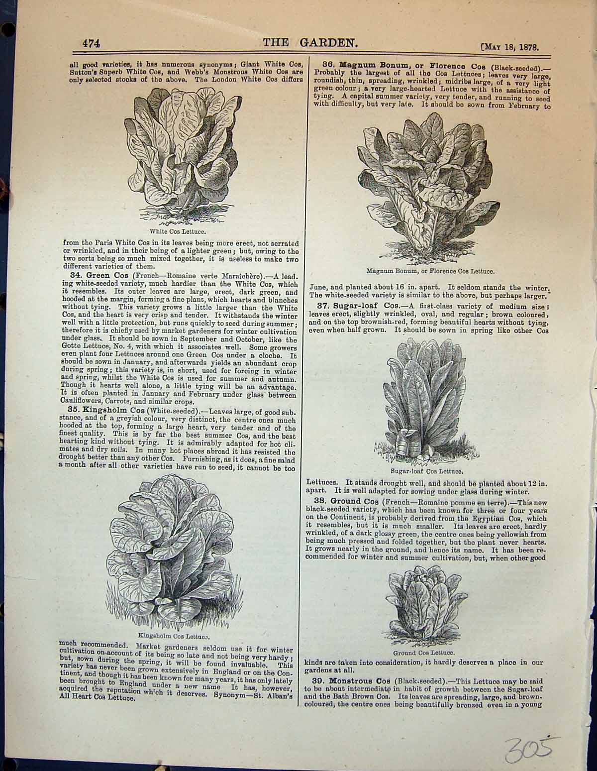 Old Cos Lettuce Magnum Bonum Cos Kingsholm Hanson Bossin Garden 1878Victorian