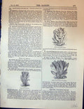 Old Green Winter Cos Lettuce Garden 1878 Egyptian Oak-Leaved LactucaVictorian
