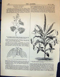 Old Cabomba Aquatica Laurus Sassafras Plant Nepenthes Dendrobium Gard