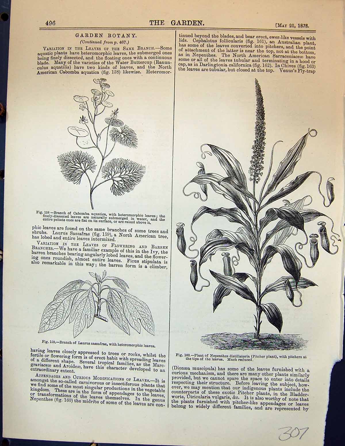 Old Cabomba Aquatica Laurus Sassafras Plant Nepenthes Dendrobium Gard