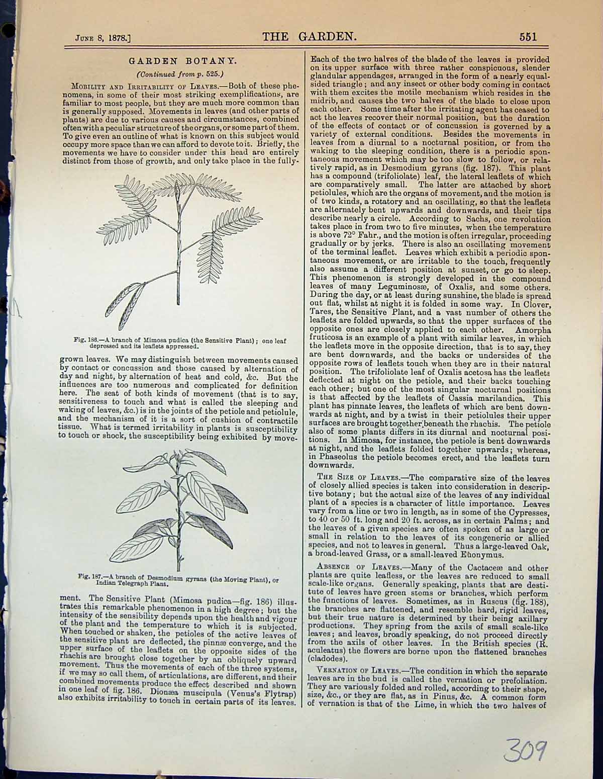 Old Mimosa Pudica Plant Desmodium Gyrans Ruscus Alyssum Stellate Hair