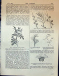 Old Print Rose Prickles Corn MarigVulgaris Aphaca Flowers Aristosa Gard