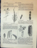 Old Vinca Herbacea Flowers Catkin Arum Maculatum Helianthus Fig Prunu
