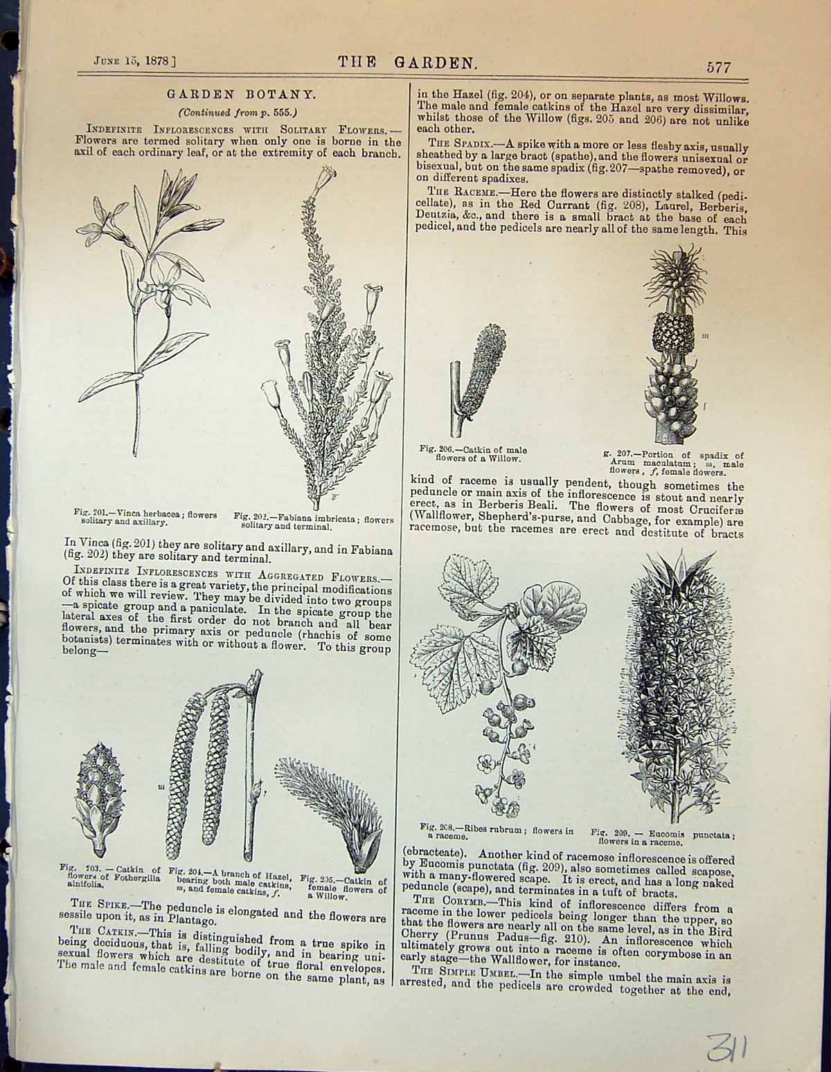 Old Vinca Herbacea Flowers Catkin Arum Maculatum Helianthus Fig Prunu