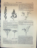 Old Garden 1878 Panicum Ligustrum Vulgare Corymb Flowers Nemophilia P 19th