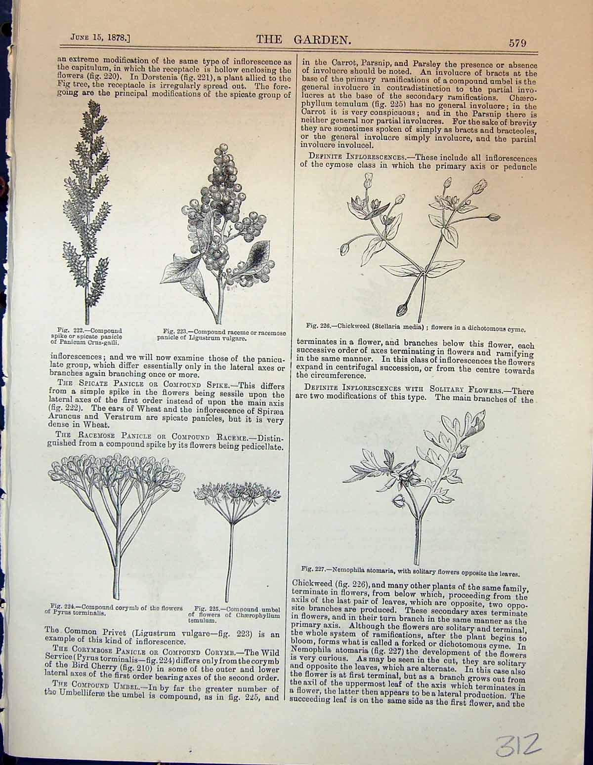 Old Garden 1878 Panicum Ligustrum Vulgare Corymb Flowers Nemophilia P 19th