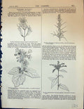 Old Virginica Cymes Sparmannia Veronia Centriflora Tilia Helwingia Ga
