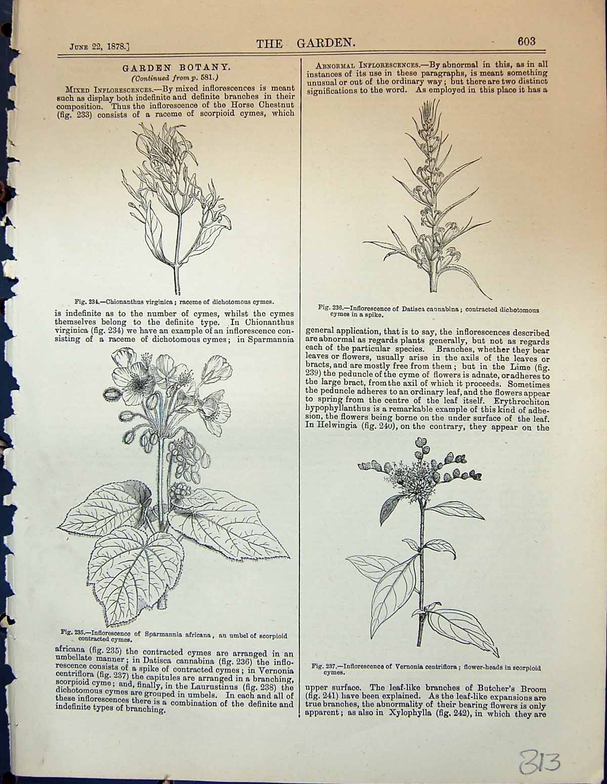 Old Virginica Cymes Sparmannia Veronia Centriflora Tilia Helwingia Ga