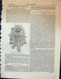 Old Antique Print Hanging Basket Campanulas Cyclamnes Plants Garden 1878 19th