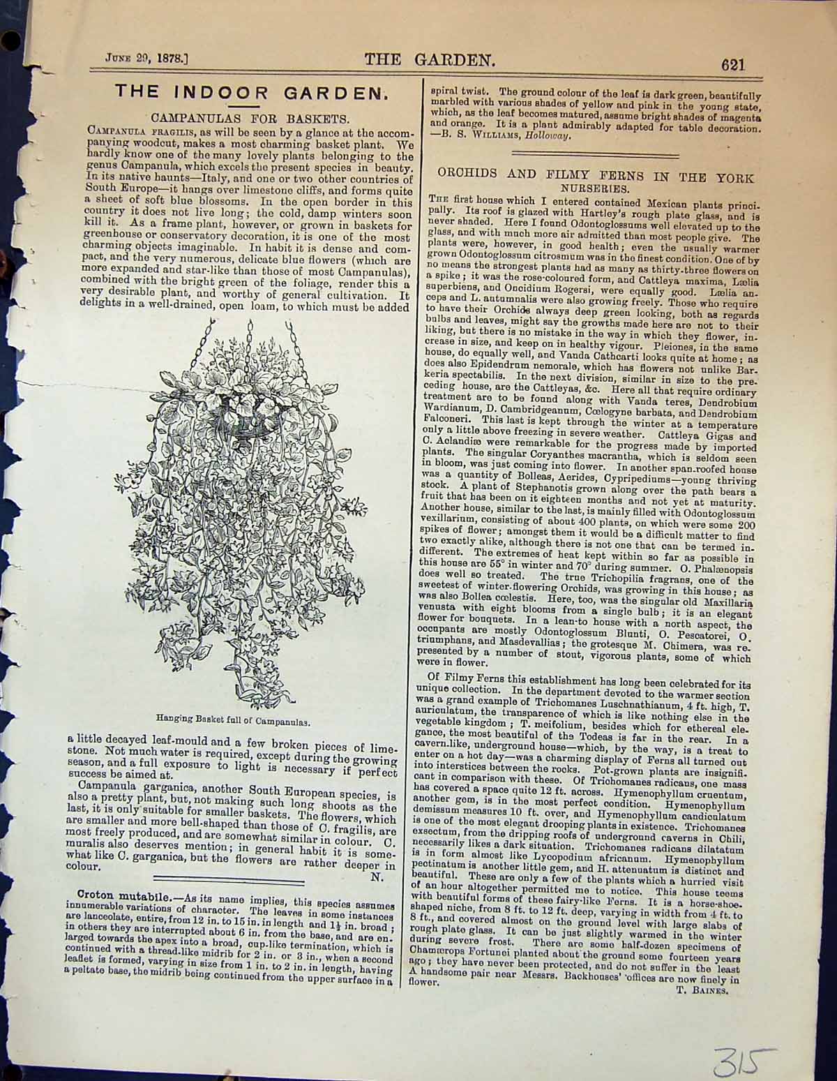 Old Antique Print Hanging Basket Campanulas Cyclamnes Plants Garden 1878 19th