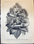Old Plants Tropical American Region Cinchonas Frangipani Canno Ball T