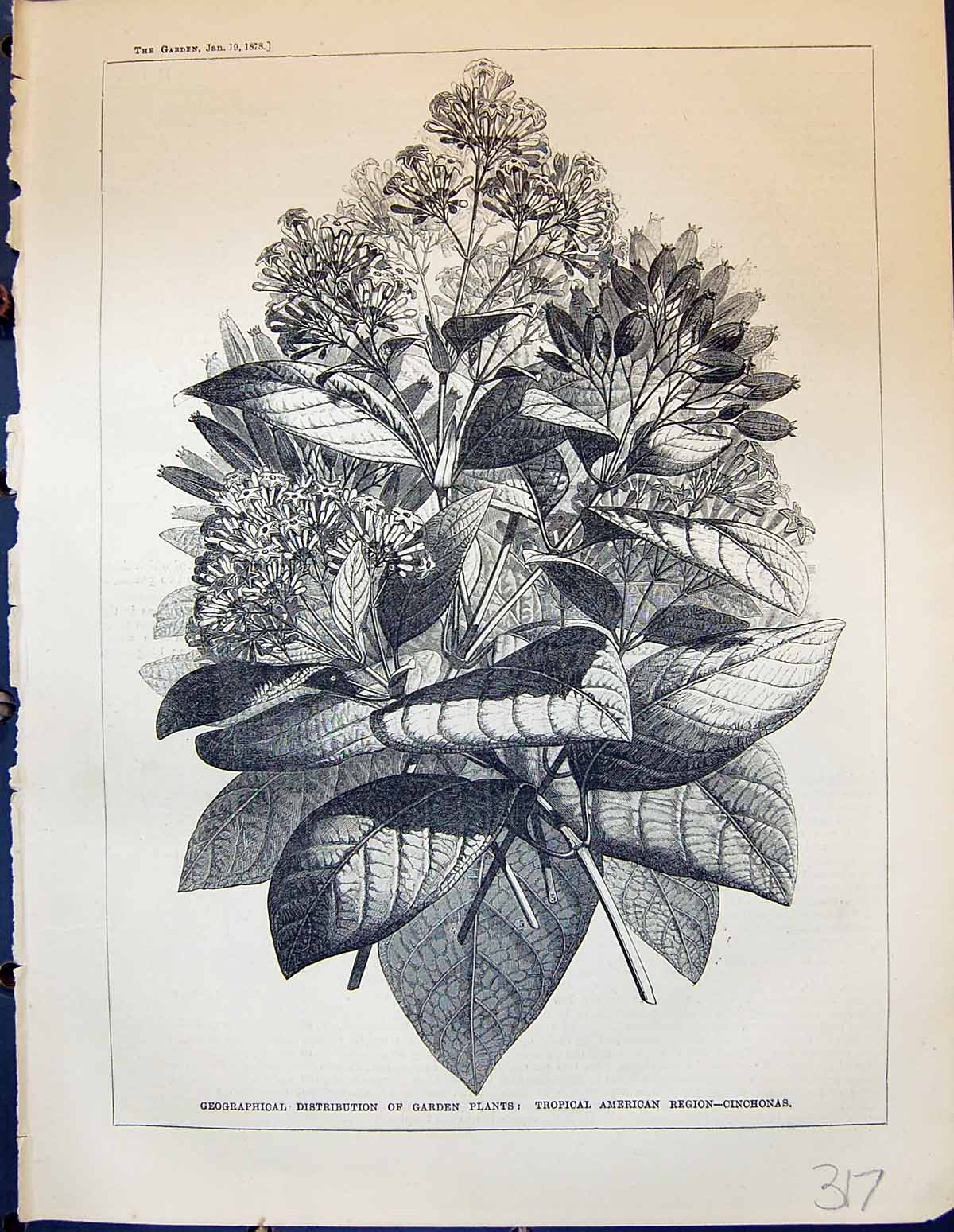 Old Plants Tropical American Region Cinchonas Frangipani Canno Ball T