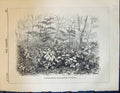 Old Tangled Thicket Birch Brambles Bracken Abutilon Venosum Echinops
