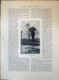 Old Print Scene Berkshire Sheep Watelow Cottage Gardens Suffolk 1903 Art 20th