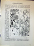 Antique Old Print Passion Flower Friesia Woolliscrt Rhead Marsh Marig1903 Art
