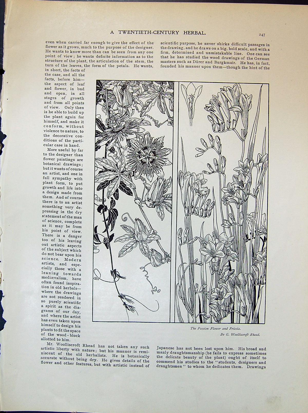 Antique Old Print Passion Flower Friesia Woolliscrt Rhead Marsh Marig1903 Art